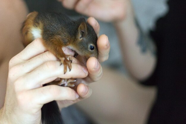 Photo close-up of hand holding squirrel