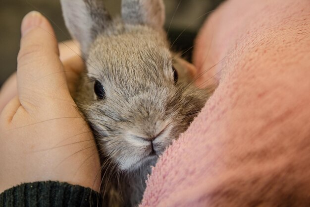 Photo close-up of hand holding squirrel