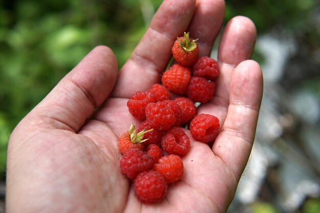 Close-up of hand holding strawberries