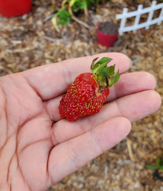 Photo close-up of hand holding strawberries