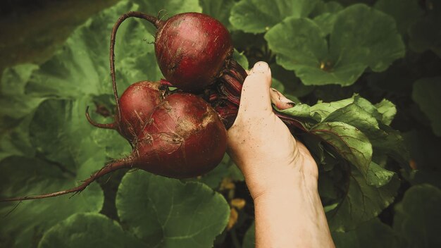 Foto close-up di fragole in mano