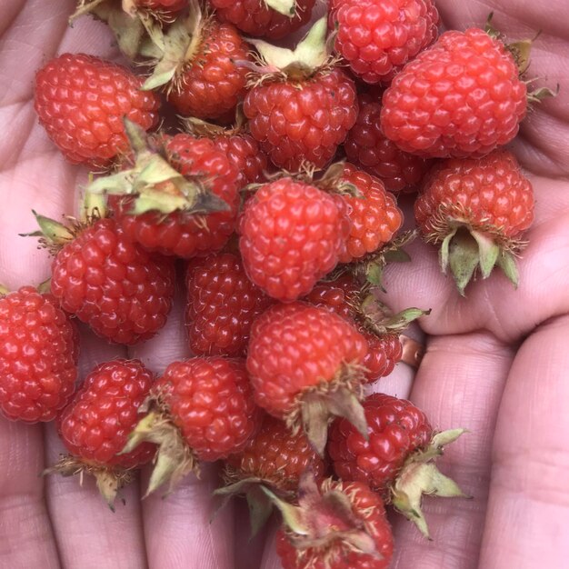 Close-up of hand holding strawberries