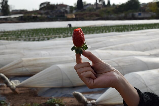 Foto close-up di una mano che tiene le fragole contro le serre