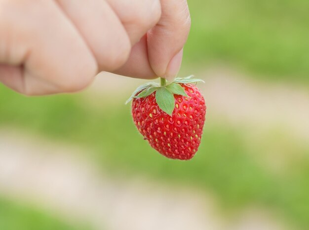 Close-up of hand holding strawberry