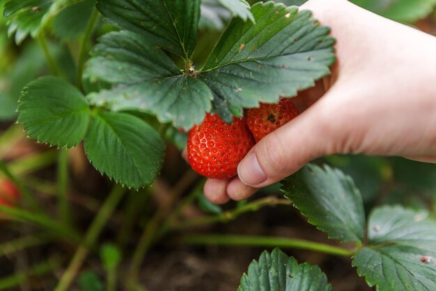 Photo close-up of hand holding strawberry