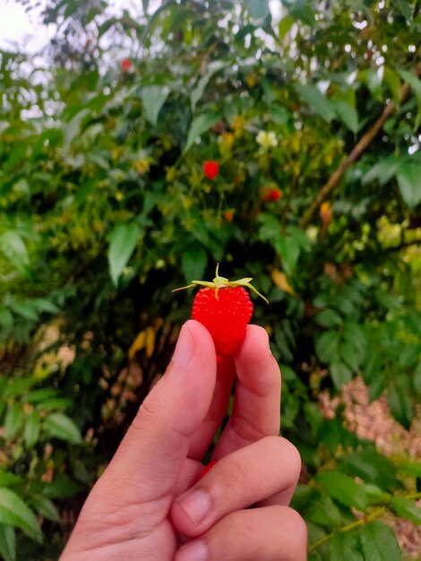 Close-up of hand holding strawberry