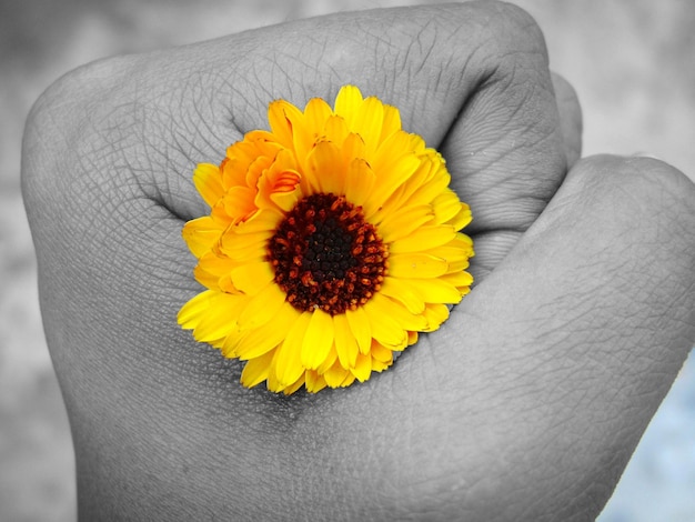 Close-up of hand holding sunflower