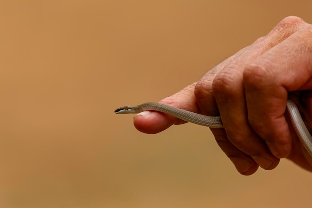 Photo close-up of hand holding thermometer