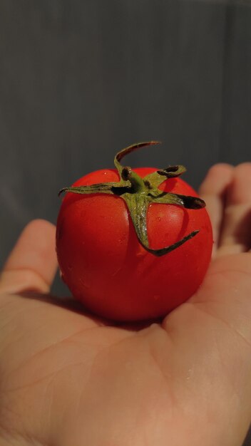 Photo close-up of hand holding tomato