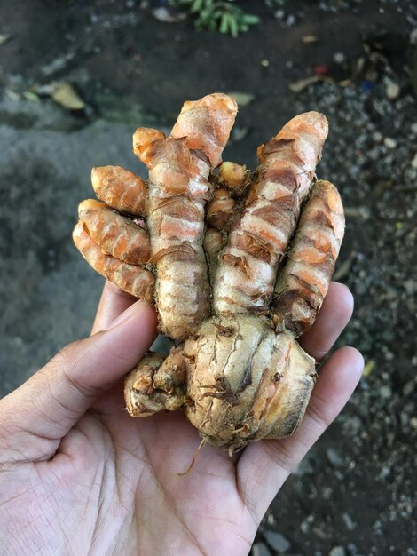 Photo close-up of hand holding turmeric