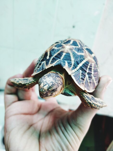 Photo close-up of a hand holding a turtle