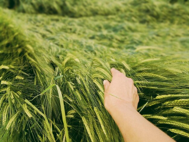 close-up of hand holding wheat on farm