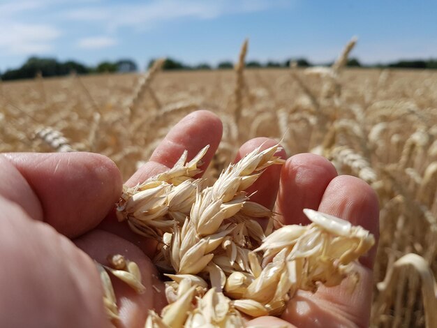 Foto close-up del grano in mano