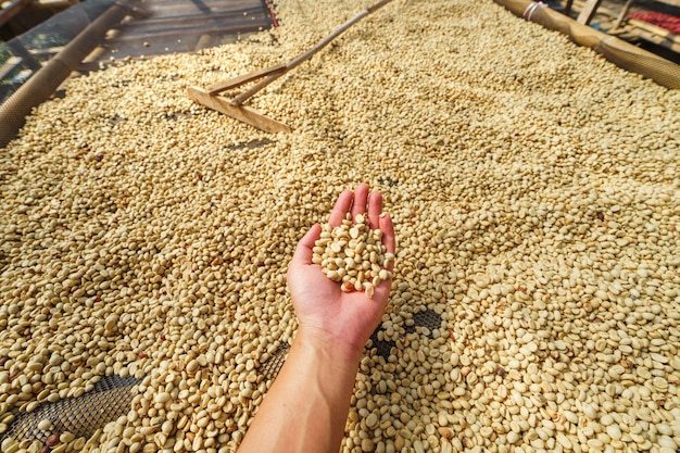 Foto close-up del grano in mano