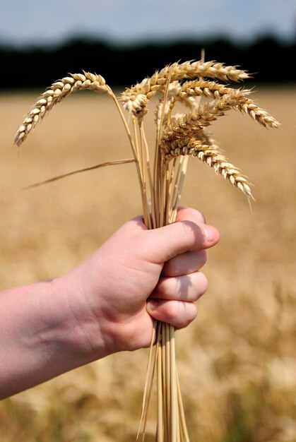 Foto close-up del grano in mano