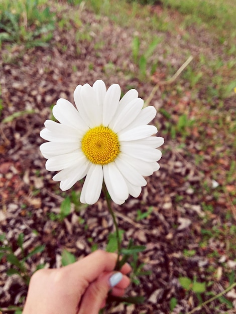 Foto close-up di una mano che tiene un fiore di margherita bianca