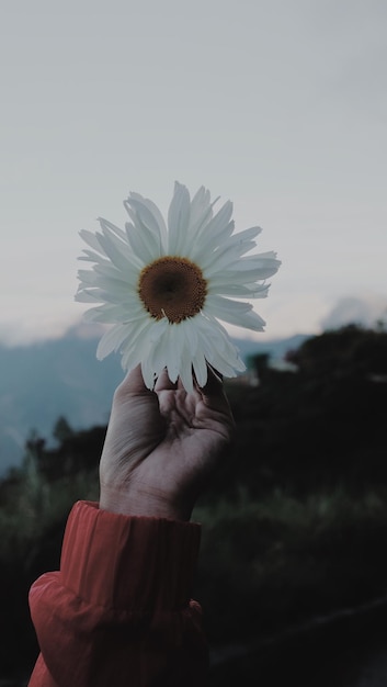 Close-up of hand holding white flower against sky