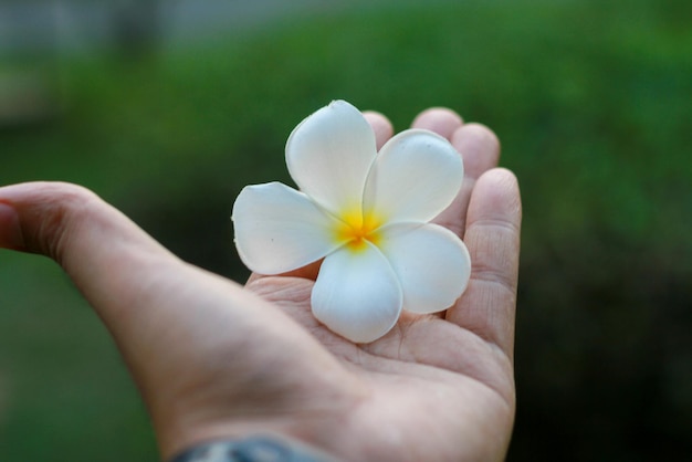 白い花を握っている手のクローズアップ