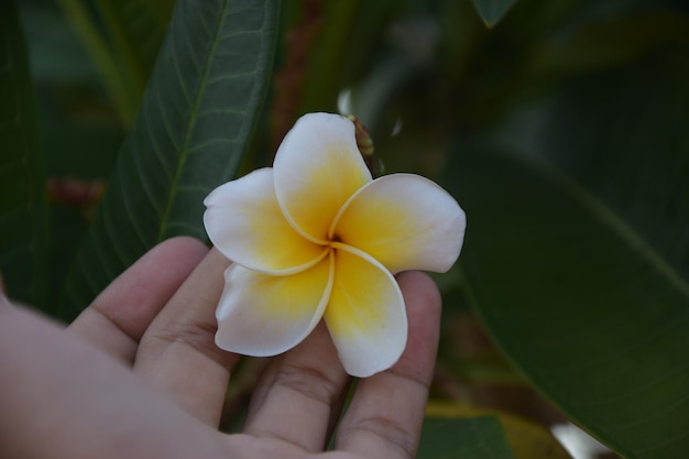 白い花を握っている手のクローズアップ