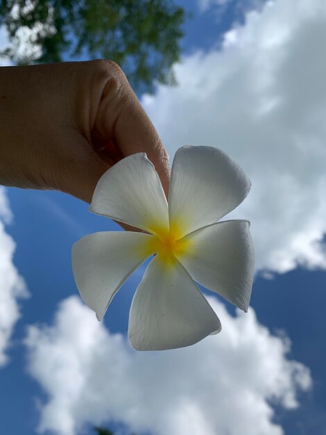 Close-up of hand holding white flowering plant against sky