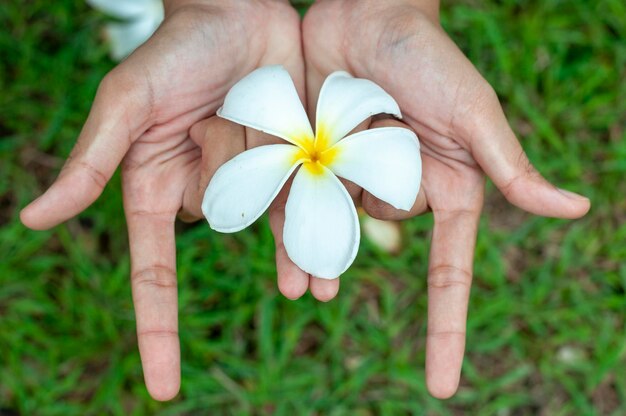 Close-up of hand holding white flowering plant