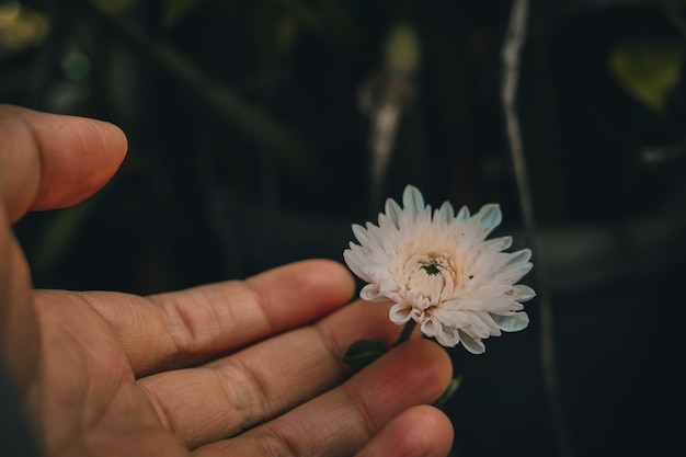 Close-up of hand holding white flowering plant