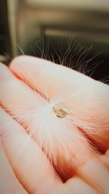 Foto close-up di una mano che tiene dei fiori bianchi