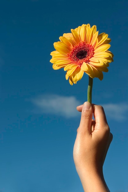 Close-up of hand holding yellow flower against sky