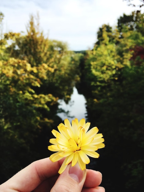 Foto close-up della mano che tiene un fiore giallo contro gli alberi e il cielo