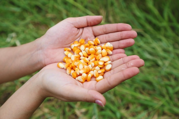 Close-up of hand holding yellow flower on field