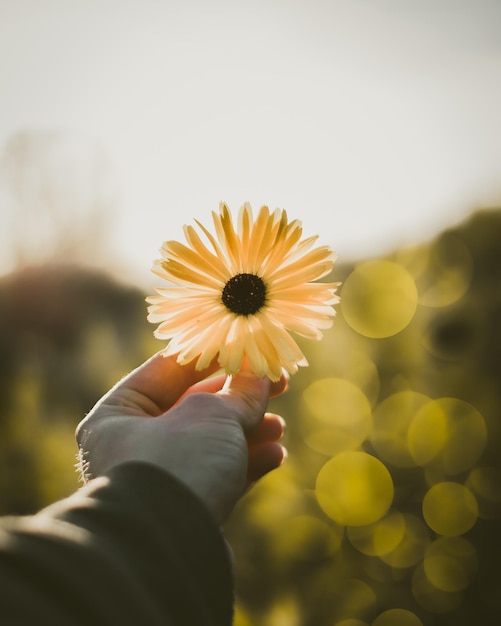 Foto close-up di una mano che tiene un fiore giallo