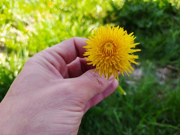 Close-up of hand holding yellow flower