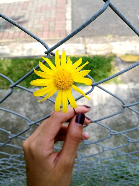 Close-up of hand holding yellow flower