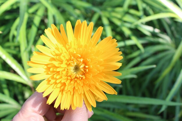 Foto close-up di una mano che tiene un fiore giallo