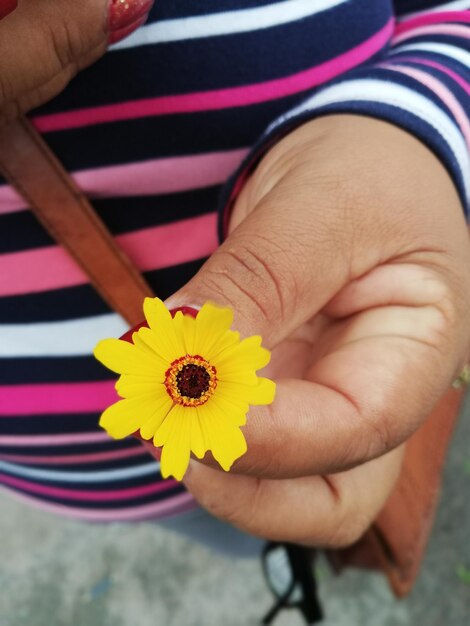 Close-up of hand holding yellow flower