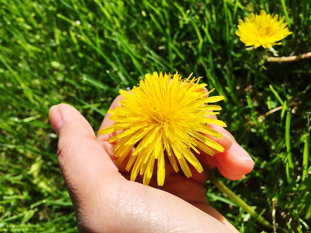 Foto close-up di una mano che tiene un fiore giallo