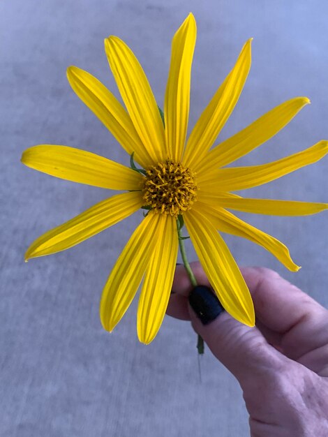 Photo close-up of hand holding yellow flower