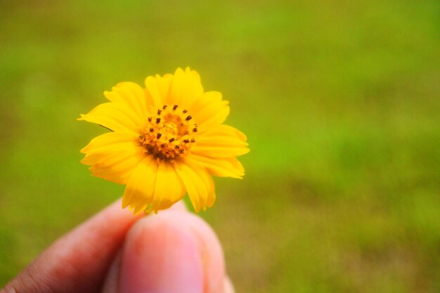 Close-up of hand holding yellow flower