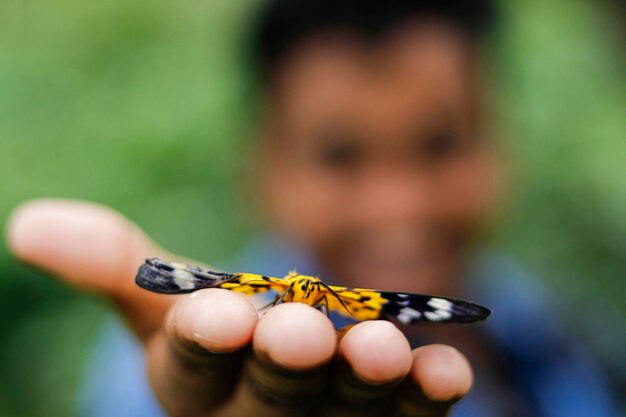 Photo close-up of hand holding yellow leaf