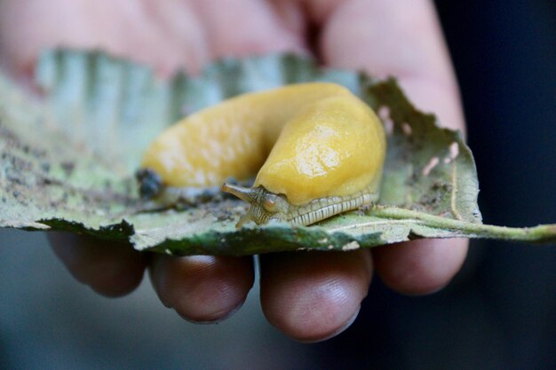 Close-up of hand holding yellow leaf