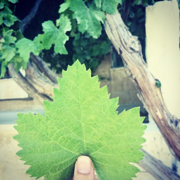 Close-up of hand on leaf