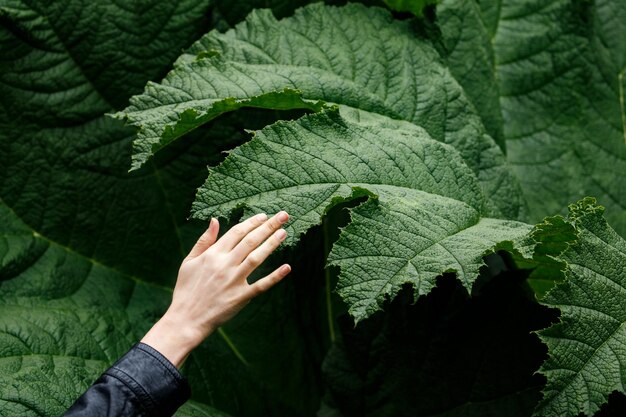 Foto prossimo piano della mano sulla foglia