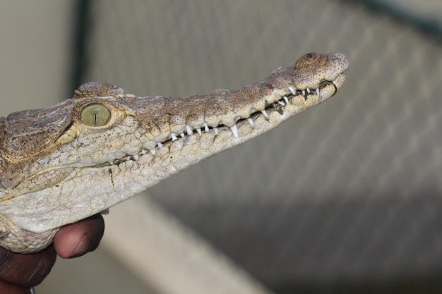 Close-up of hand on lizard