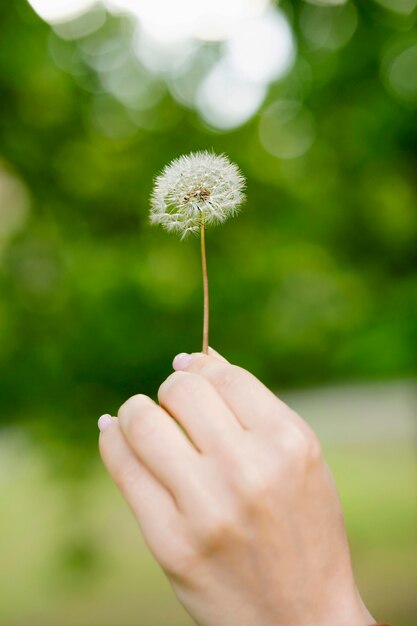 Foto close-up hand met paardebloem