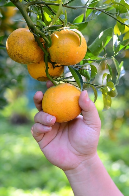 Foto chiuda sulla mano e sull'arancia nell'azienda agricola arancione