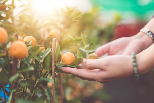 Close up Hand Oranges growers with maintain - image