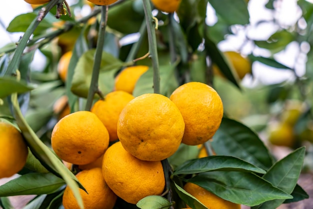 Close up hand and oranges in orange farm with beautiful
sunshine