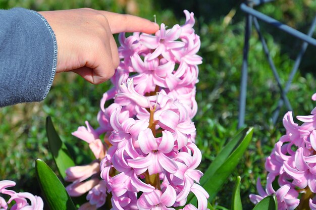 Close-up of hand on pink flowering plant