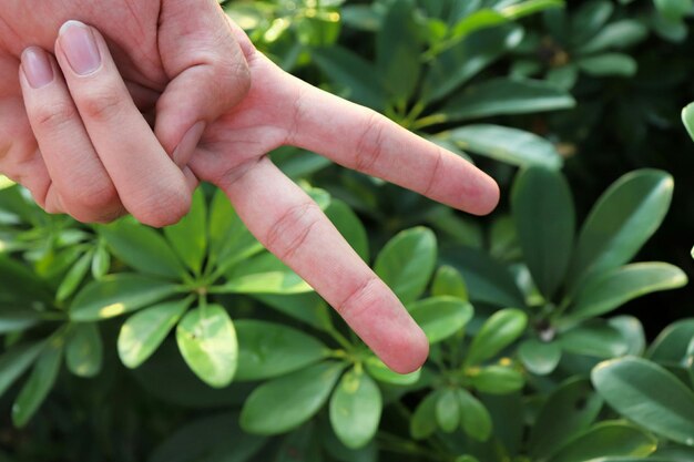 Photo close-up of hand on plant