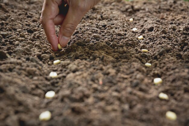 Photo close-up of hand planting seeds on dirt